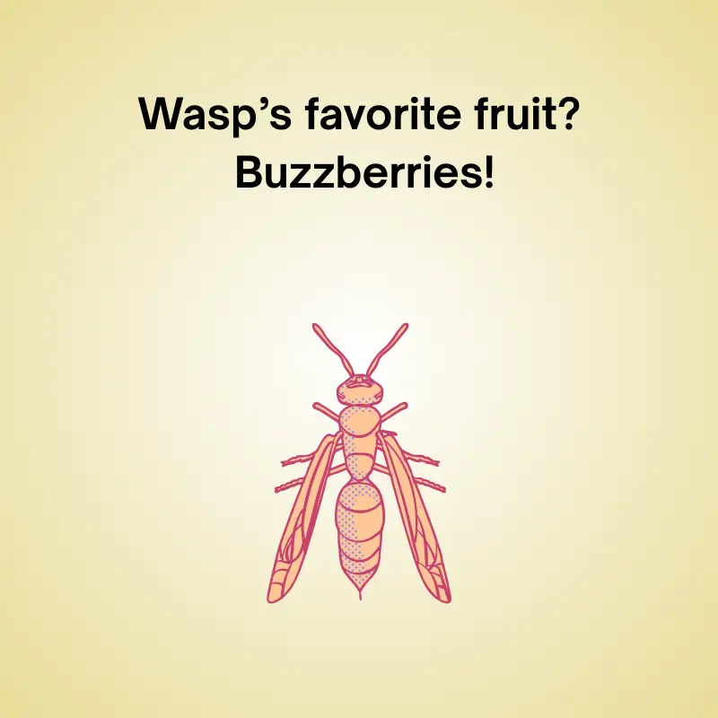 Joke illustration of a wasp: 'What’s a wasp’s favorite fruit? Buzzberries!'