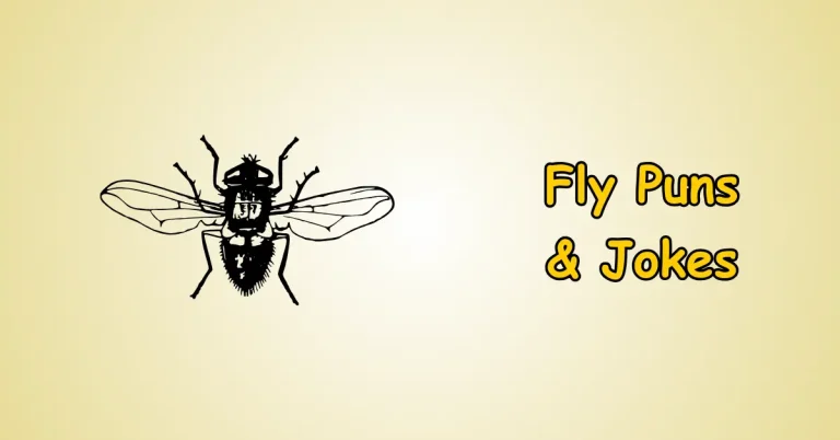 Fly Puns and Jokes