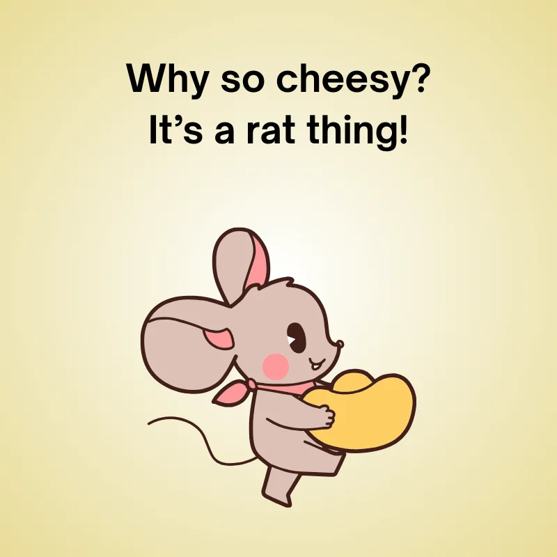 Rat humor in a joke: 'Why so cheesy? It’s a rat thing!'