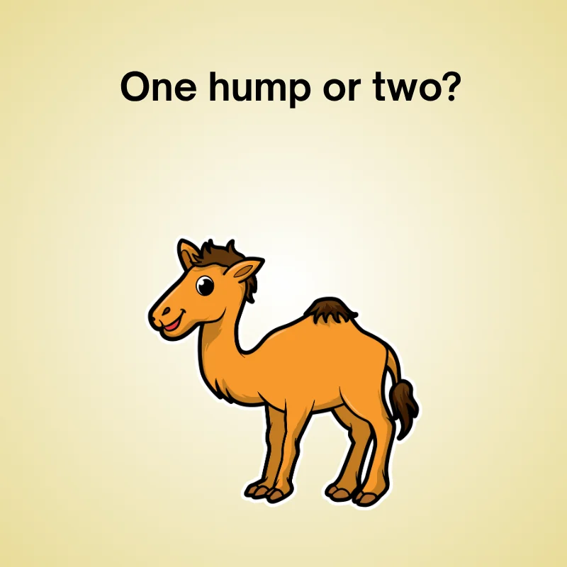 Camel pun illustration: 'One hump or two?'
