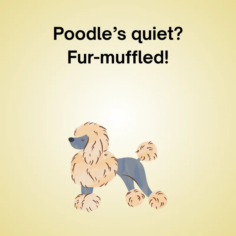 Poodle in a funny joke: 'Poodle’s quiet? Fur-muffled!'