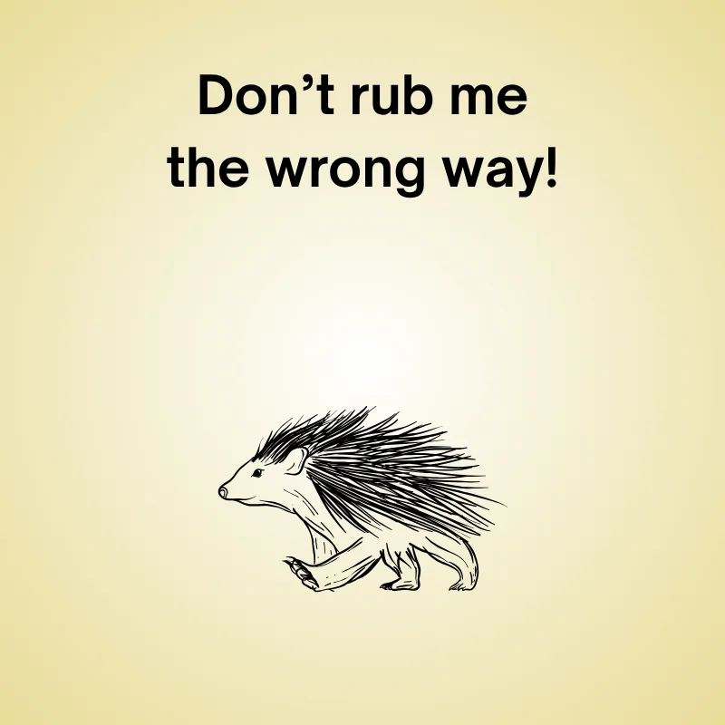 Porcupine in a funny joke: 'Don’t rub me the wrong way.'