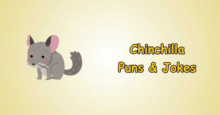 Chinchilla Puns and Jokes