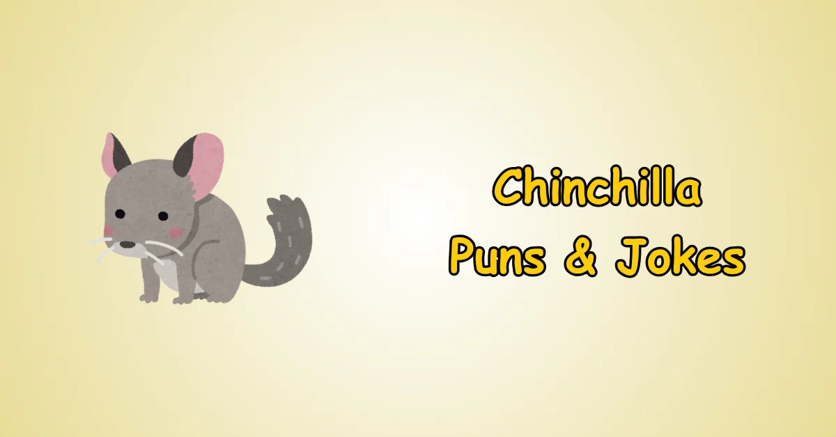 Chinchilla Puns and Jokes