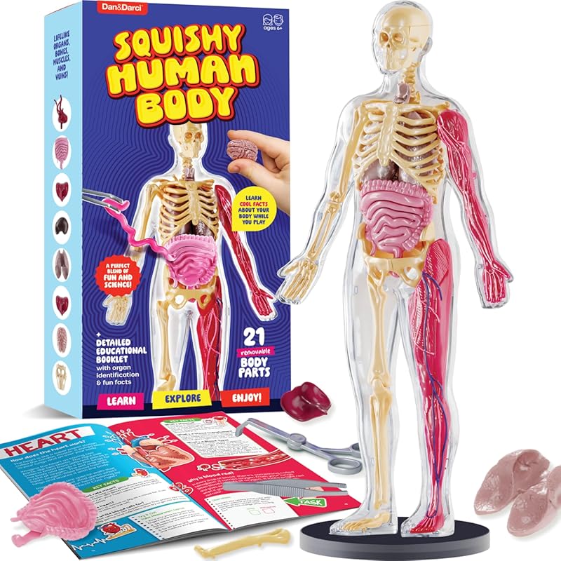 Dan&Darci Human Anatomy Squishy Body Model - STEM Science Kit for Kids